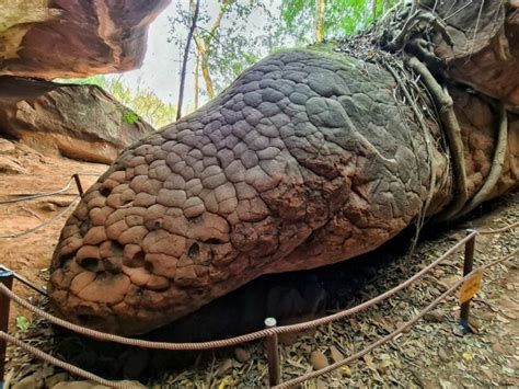 cave in thailand that looks like a snake|THE NAKA CAVE – ROCK FORMATION OF A GIANT SNAKE